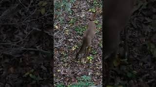 Deer under our treestand!!