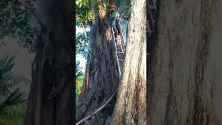 Save the trees from fire (Selamatkan pohon dari kebakaran), Aceh Utara