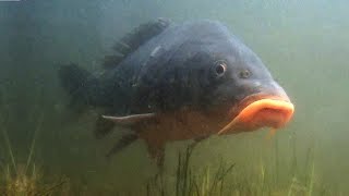 CARPA ROYAL o DE ESPEJOS (cyprinus specularis)