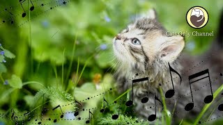 Piano Music for Cats - Calming Sounds of Water,  Deep Sleep Music