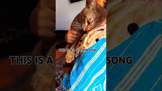 This is a 3 second song 🎵 #shorts #cuteanimals #funny #trending #viralshorts #catlover #catvideos 🐈🥰