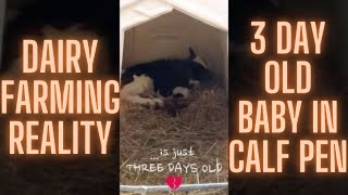 EXPOSED: 3-Day-Old Baby Cow in #Calf Pen (Dairy Farming Reality) 💔 #Shorts