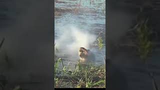 ALLIGATOR Eats Drone #shorts