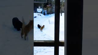 Крыса против кота. Rat vs cat #cats #winter #snow #short #ratcat