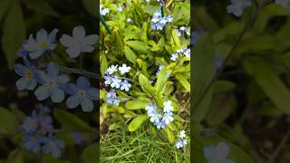 Spring flowers in my garden, April 2023. #springflowers #springseason #flowerlover #springseason🇬🇧