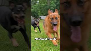 Affinities Of This Life#gsd