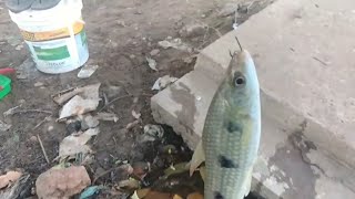 Pescaria De Piau de vara!  pesca caipira com  isca fatal a massinha infalível.temporada 2022