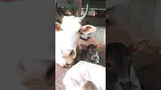 cows with 2 calf #cute #cows #cowvideos