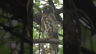 Brown hawk-owl watching the Bird watchers  from the top #short #ytshorts #ytshortsindia #shorts