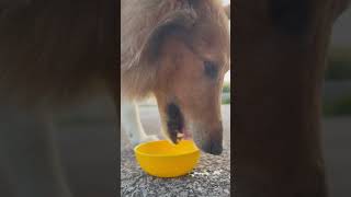 Water #shortvideo #dog #dogchallenge #funnyanimal #cat #viralchallenge #funnypet #challenge #cute