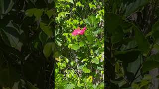 🌺 🦋 ☀️ #shorts #hibiscus #nature #summer #florida #nature #