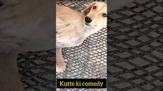 કુત્તે કી શાદી | dog | #shortvideo  #youtube