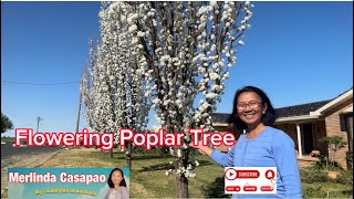 Flowering Poplar Tree #garden  #tree #viral  #flowers  #countyside #spring  #nature