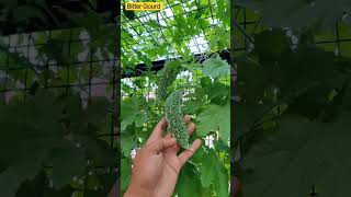 Grow Bitter Gourd in Container| #bittergourd #karela #container #pot #urbangardening #howtogrow