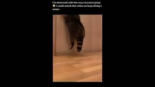 Raccoons jumping cute #memes #animals #shorts