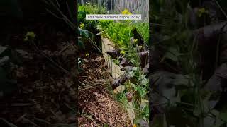 Take a walk through my spring veggie garden with me