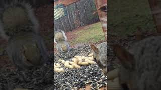 Squirrel Friends | #chipmunks_and_squirrels on #Twitch