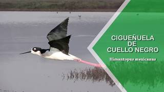 Aves de los Humedales de Ventanilla - Cigüeñuela de cuello negro