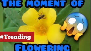 The Moment of flowering