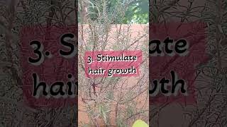 Benefits of Rosemary plant / #medicinalplant #Rosemary #viral #youtubeshorts #trending #ytshorts