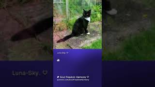 Luna-Sky Beautiful Cat Video Pre-view #shorts