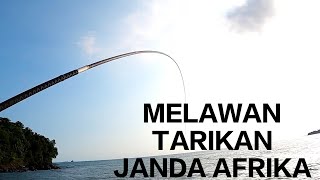 LAGI MUSIM JANDA AFRIKA NIH II MANCING BARONANG II Rabbitfish