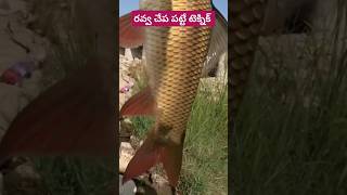 రవ్వ చేప పట్టే టెక్నిక్ #రవ్వచేప Rohu Fishing in Manjira River #fishing #short