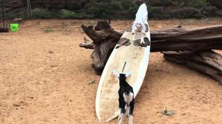 Goat cheese farm in Maui