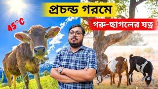 এই প্রচন্ড গরমে গরু-ছাগলের যত্ন কিভাবে নেবেন।