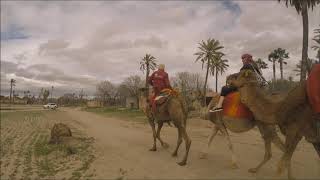 Sunset Camel Ride in the Palm Grove of Marrakech