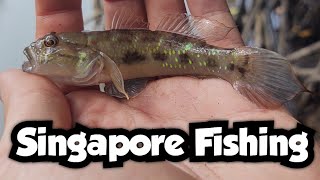 Catching Six Different Goby Species From Out of the Mangroves | Singapore Fishing 🇸🇬