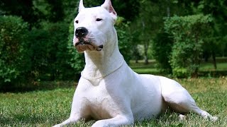 Dogo Argentino-The lord of the dogs