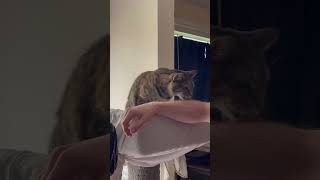 Cat Tabby Wants To Hold & Eat My Hand!