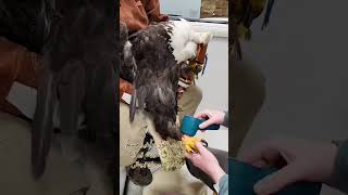 The Eagle 🦅 hearted and survival, سبحان اللہ العظیم وبحمدہ #trending #viral