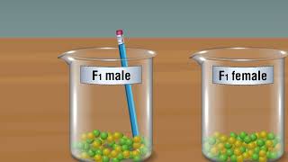 MENDELS LAW OF SEGREGATION