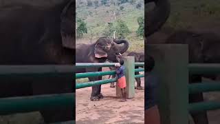 Elephant#Animal lovers #Elephant feeding #trending #yt #tamil #Topslip elephant camp #animalshorts