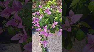 Light pink Bougainvillea # beautiful flower.