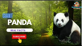 Giant Panda | real facts|  Information about | Teacher aide | English | Endangered