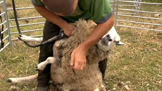 Sheep Shearing 2019