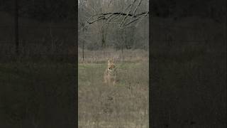 Place coyotes exactly where you want them. #foxpro #coyote #hunting #wildlife #shorts