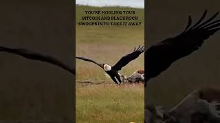 YOU'RE HODLING YOUR BITCOIN AND BLACKROCK SWOOPS IN #SHORTS #EAGLE #FOX #animalsfightingcompilation