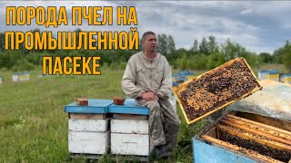 Опыт содержания породистых пчел на пасеке