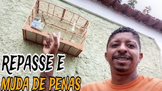 TUDO SOBRE , REPASSE E MUDA DE PENAS , O QUE FAZER DENTRO DESSE PERIODO @manotom