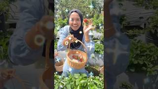 METIK STRAWBERRY ARUM DAPAT YANG GEDE😱 PART 1