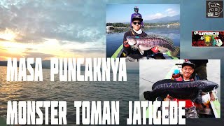 MONSTER TOMAN JATIGEDE