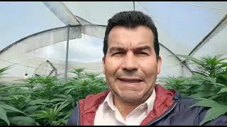 Seminario virtual en Pruebas de Evaluación Agronómica para cannabis este 11 de diciembre