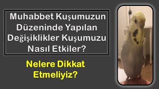 Muhabbet Kuşumuzun Düzeninde Yapılan Değişiklerin Etkisi