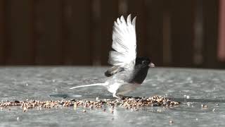 Dark-eye Junco  Bird High Speed Camera