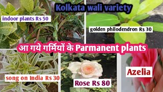 Kolkata plants/indoor plants/ flowering plants/fruiting plants/ Paryavaran nursery Delhi