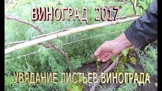 Виноград 2017.Увядание листьев зеленых побегов винограда.Почему вянут побеги винограда.